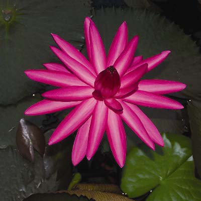 Nymphaea rubra