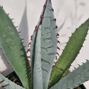Agave palmeri 'Kutsugen No Mai Ogi'