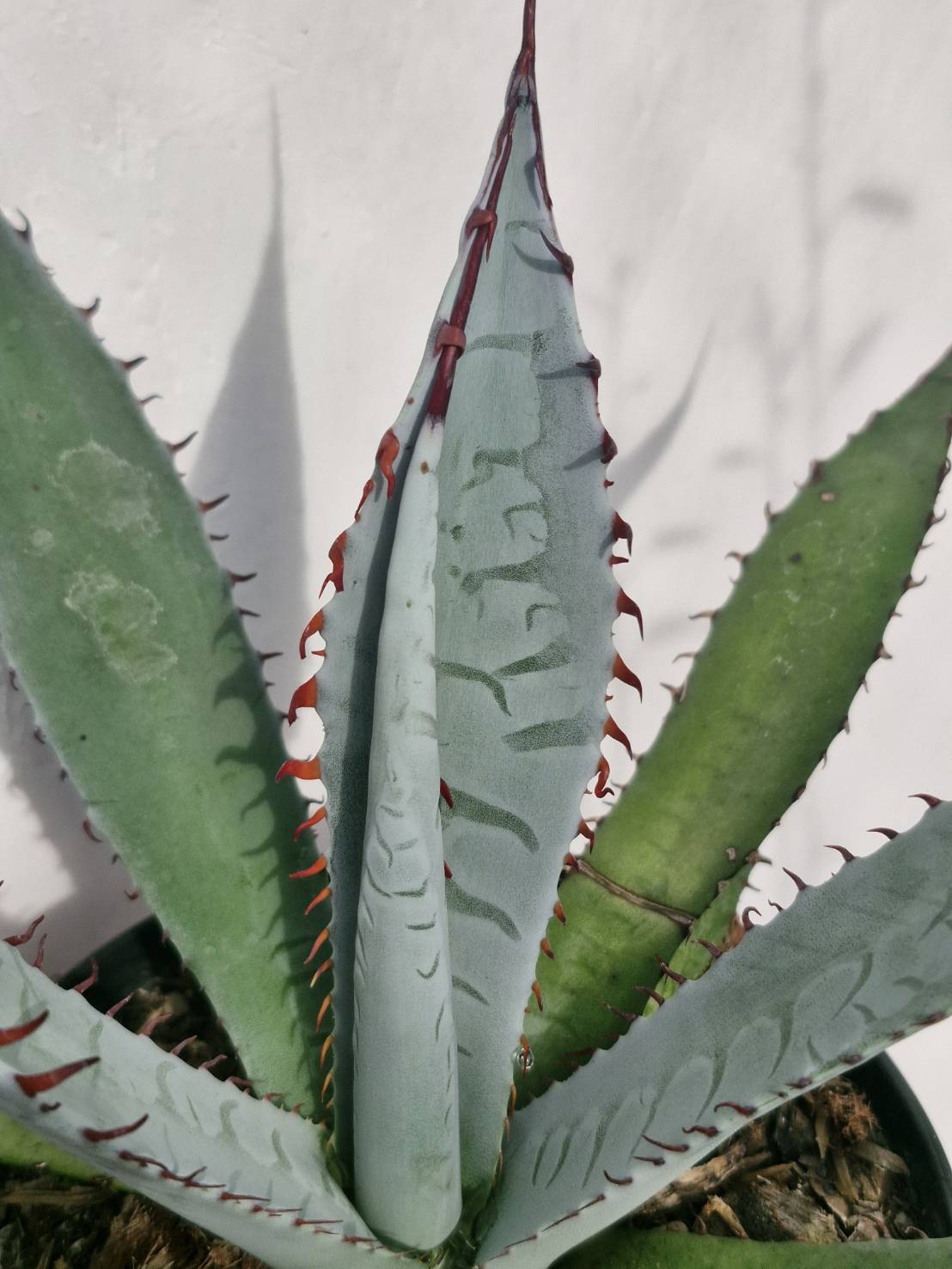 Agave palmeri 'Kutsugen No Mai Ogi'