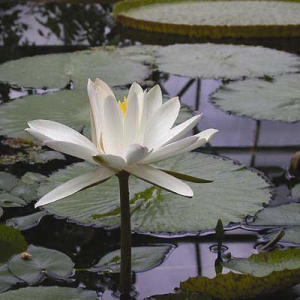 Nymphaea.lotus.BGBO.ho2