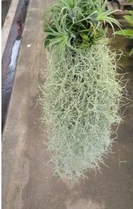 Tillandsia usneoides + ionantha