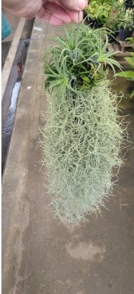 Tillandsia usneoides + ionantha