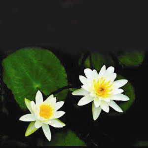 Nymphaea_Albatros