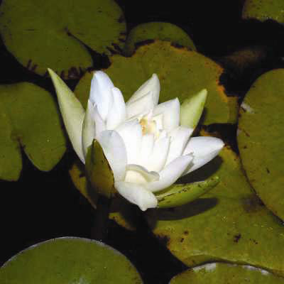 Nymphaea_amazonum