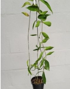 Hoya lamingtoniae (large)