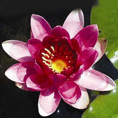 Nymphaea_CharlesdeMeurville