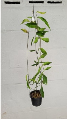 Hoya lamingtoniae (large)