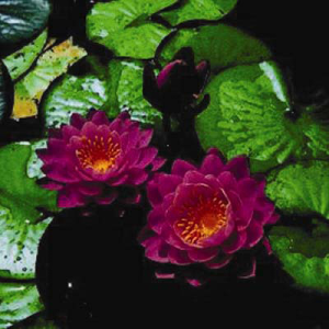 Nymphaea_Fire_Opal