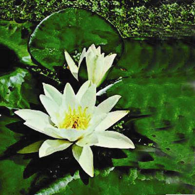 Nymphaea_Gladstoniana