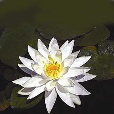 Nymphaea_HalMiller