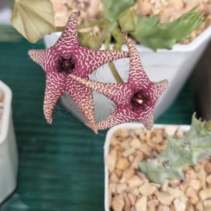 Orbea CV Starlight
