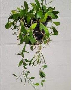 Hoya leytensis yellow (large)
