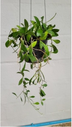 Hoya leytensis yellow (large)