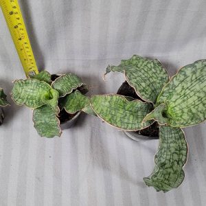 Sansevieria kirkii silver blue