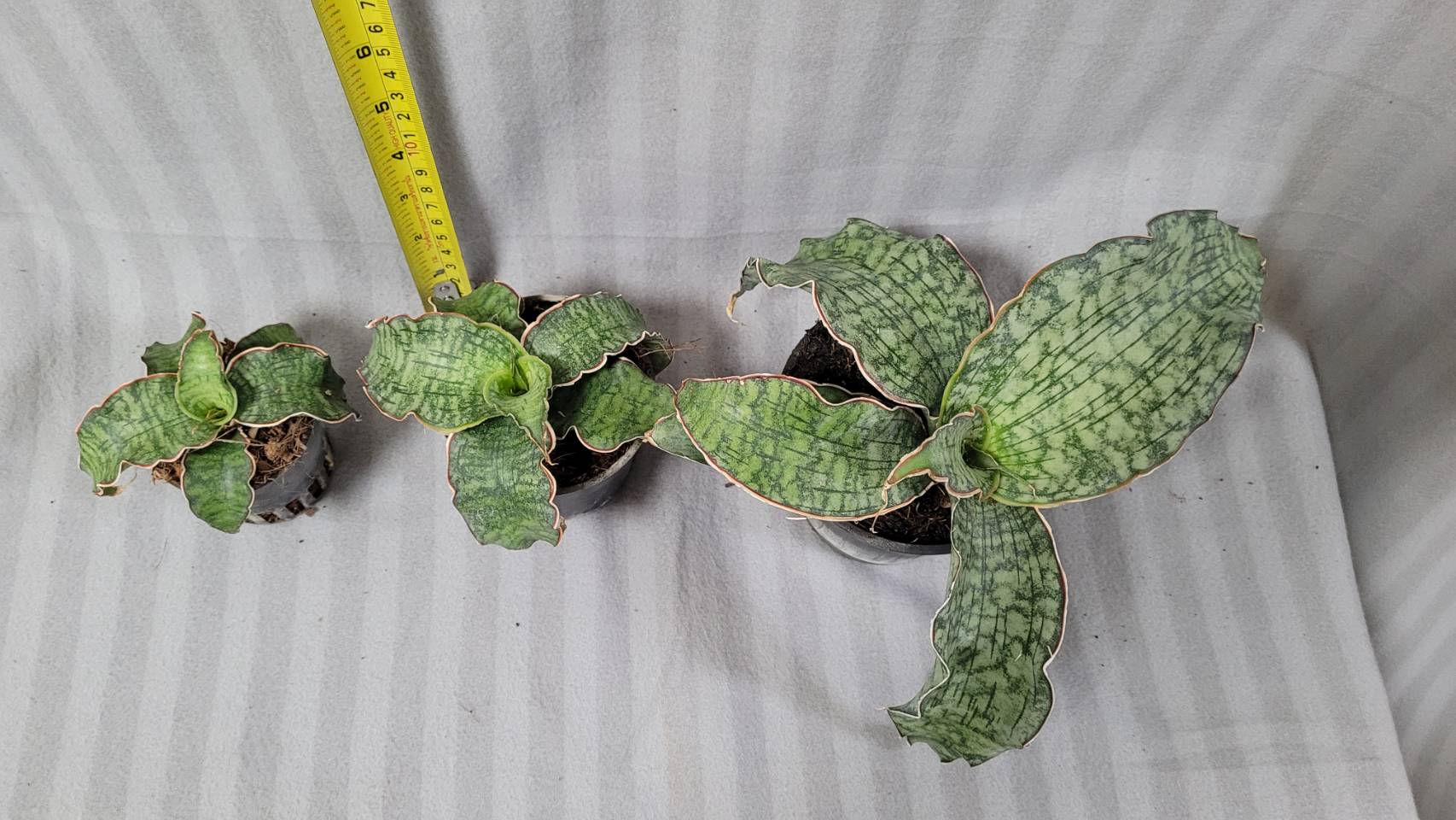 Sansevieria kirkii silver blue