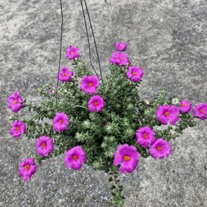 Portulaca werdermannii