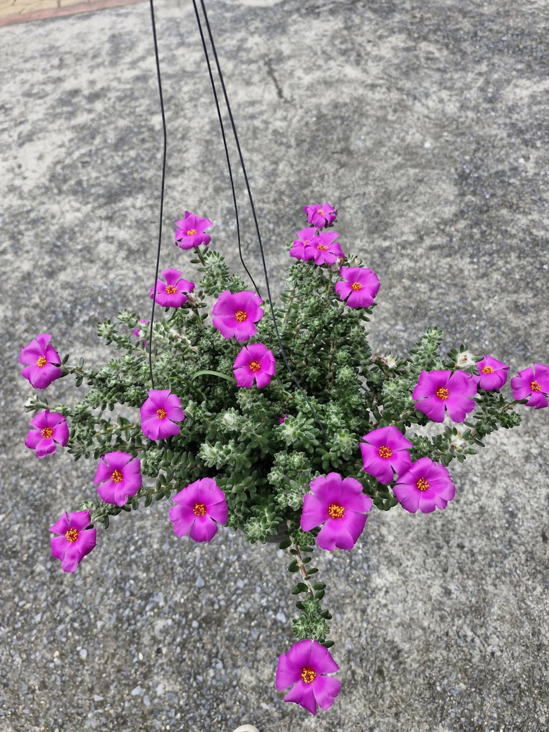 Portulaca werdermannii