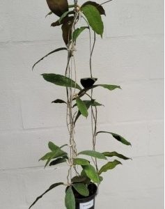 Hoya lata iskandar "A" (large)