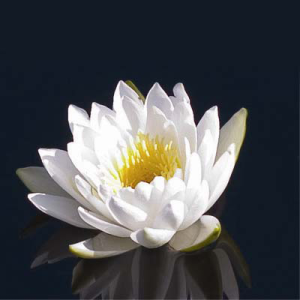 Nymphaea_odorata