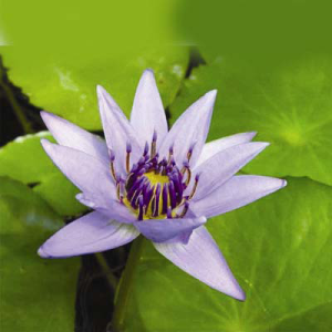 Nymphaea-colorata