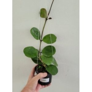 Hoya obovata (large)