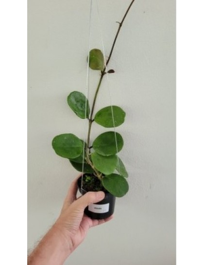 Hoya obovata (large)