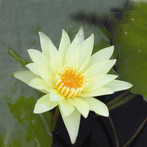 Nymphaea Aviator Pring