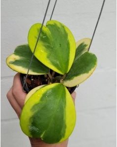 Hoya kerrii albomarginata (large)