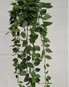 Hoya krohniana (large)