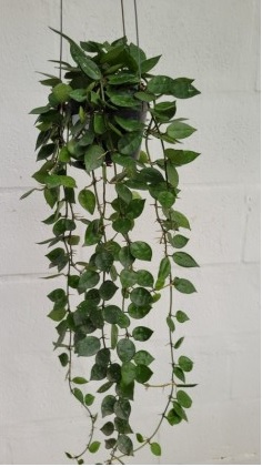 Hoya krohniana (large)