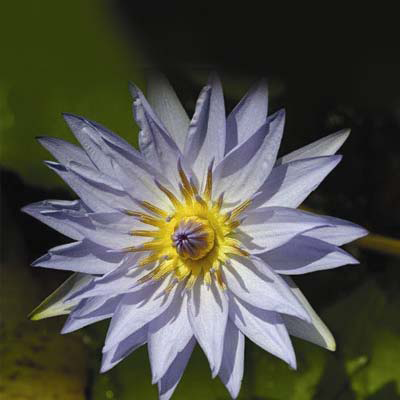 Nymphaea pamela_lb