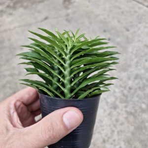 Pedilanthus tithymaloides