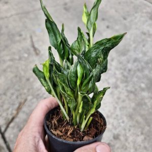 Epipremnum aureum 'Shangri La'
