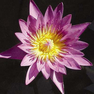Nymphaea patricia
