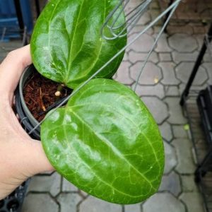 Hoya sarawak Borneo pink ( rooted cutting )