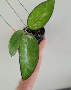 Hoya vitellinoides splash (large)