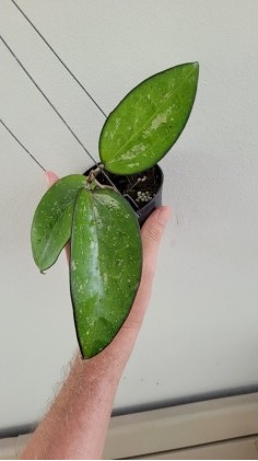 Hoya vitellinoides splash (large)