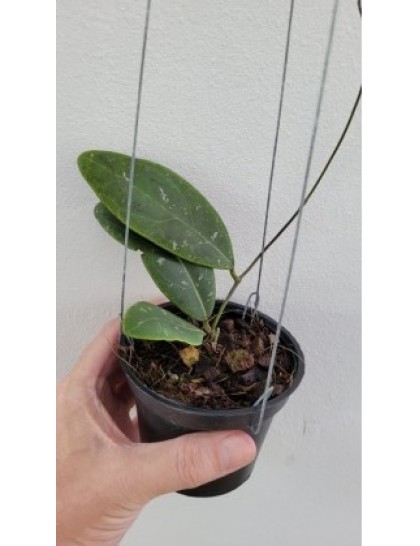Hoya rintzii Borneo (large)