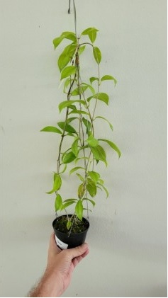 Hoya vitiensis (large)