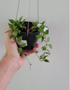 Hoya SP. Baku (large)