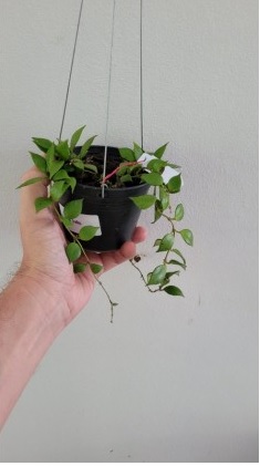Hoya SP. Baku (large)