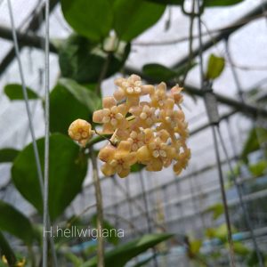 Hoya Helwigiana IML 1101(rooted cutting)