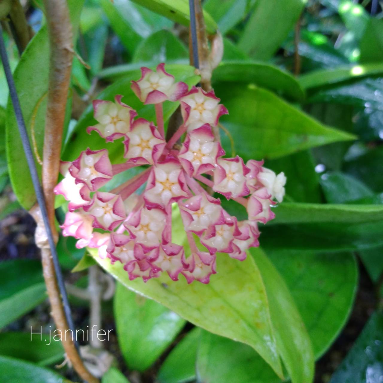 Hoya cv Jennifer ( rooted cutting )