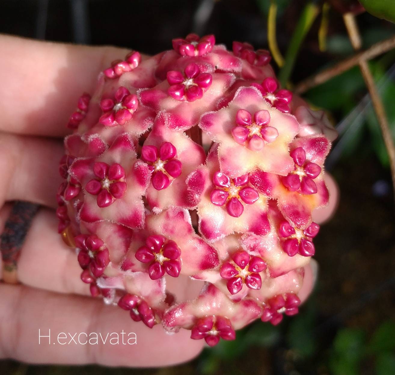 Hoya excavata ( rooted cutting )