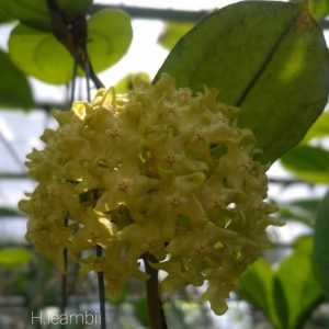 Hoya lambii (large)