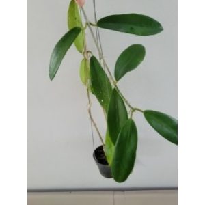 Hoya meliflua bigger leaves (large)