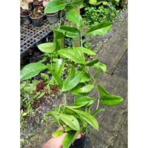 Hoya SP UT029 (large