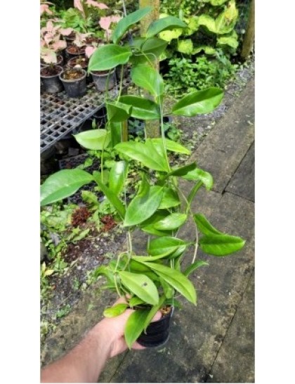 Hoya SP UT029 (large