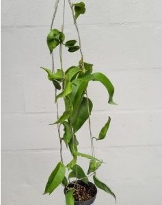 Hoya kenejiana (large)