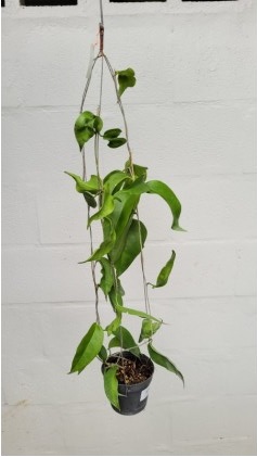 Hoya kenejiana (large)